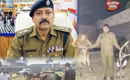 गन्ने के खेत मे गौकशी की साजिश नाकाम, पुलिस की रेड से मची भगदड़..